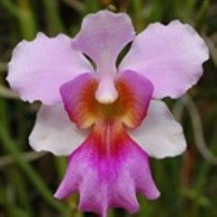 La fleur nationale de Singapour est une orchidée.