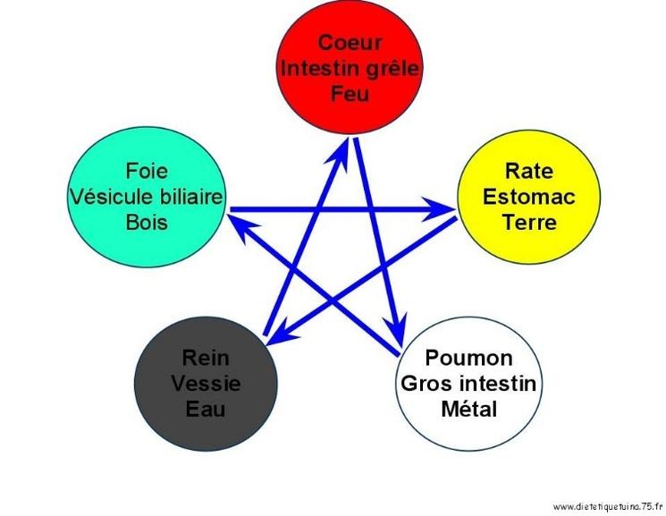 Le Wuxing associe chaque element avec un organe en accord avec sa fonction principale.