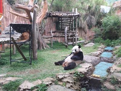 Panda Taman Safari Bogor