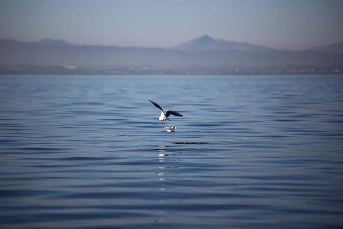 Le lac de l'Albufera avec deux mouettes en train de voler près de l'eau