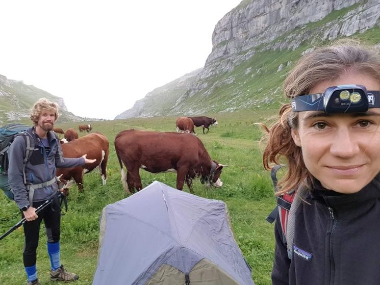 Pauline avec une lampe frontale sur la tête campe dans un pré à côté de vaches