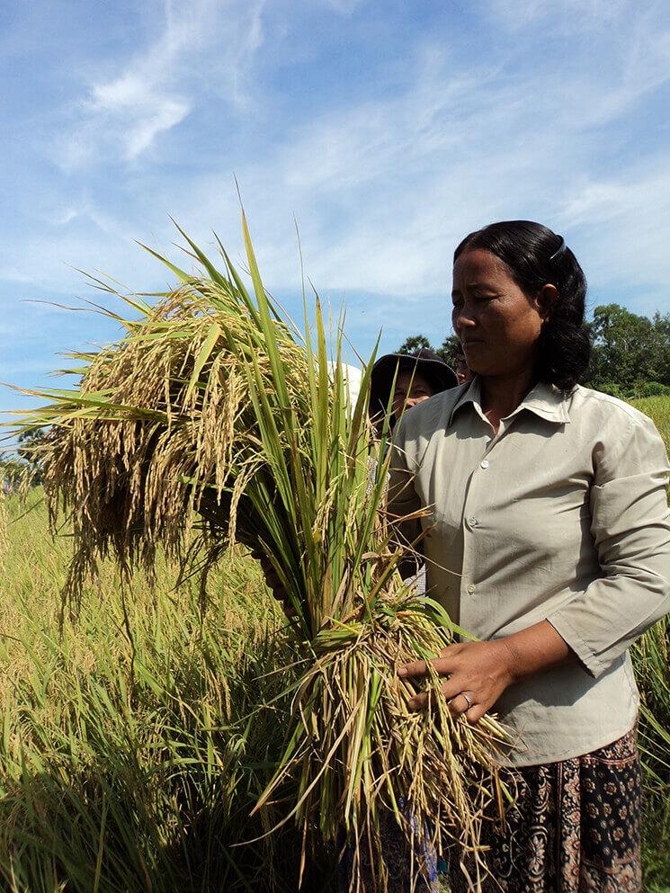 paysanne cambodgienne avec une gerbe de riz