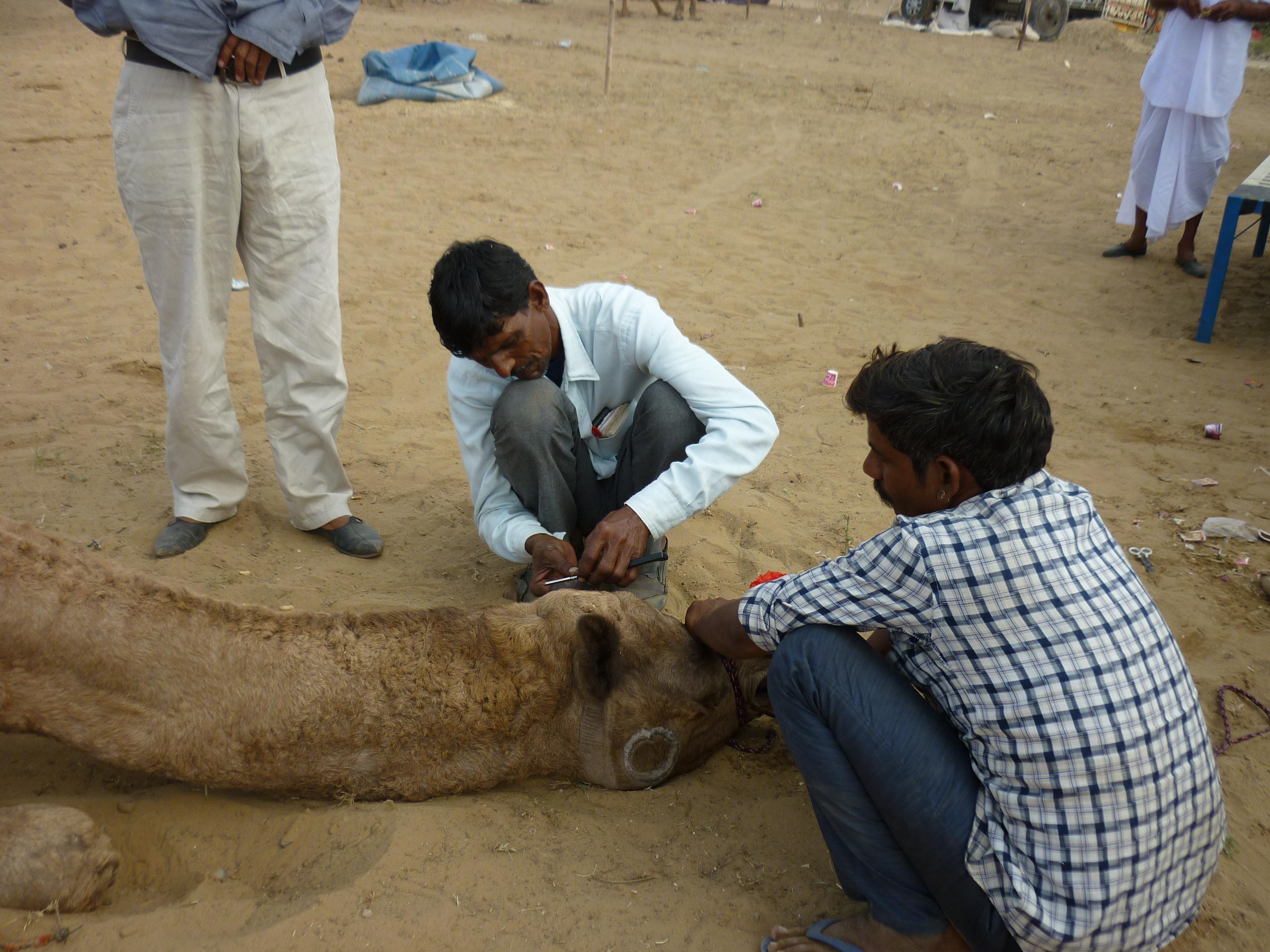 perce museau chameaux inde foire nord