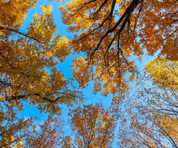 La forêt Mociar à Mures