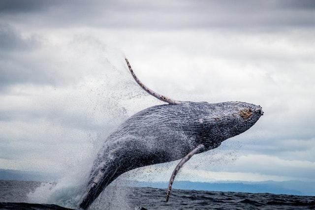 Baleines Colombie