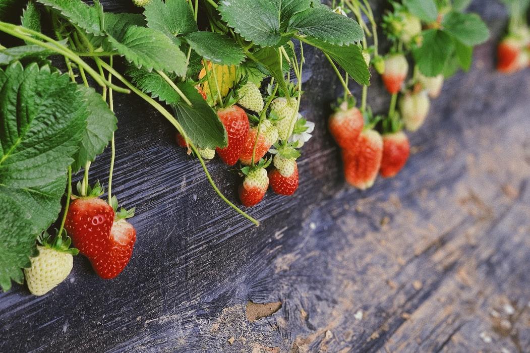 strawberry picking 