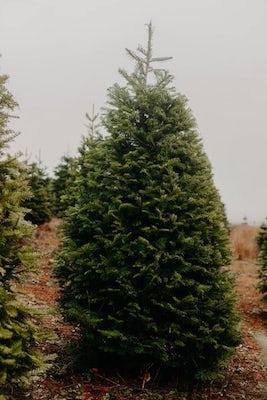 sapin arbre Noël Danemark 