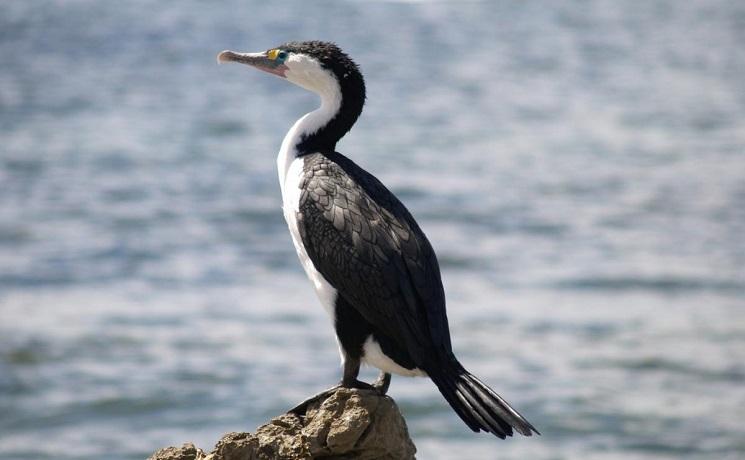 pied shag nouvelle zelande oiseau