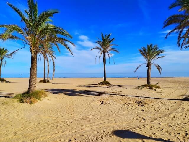 une plage de sable avec des palmiers à gandia