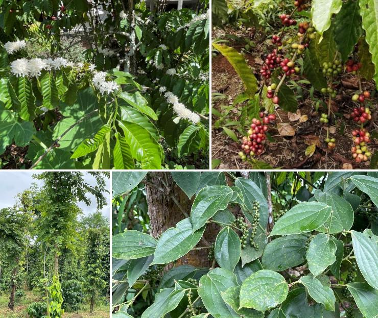 Plants de caféier fleuri ou de poivrier