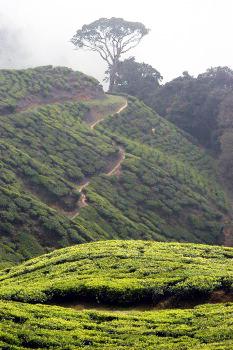 LA Maison Nilgiris Inde Siat