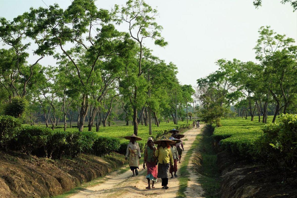 plantations thé assam