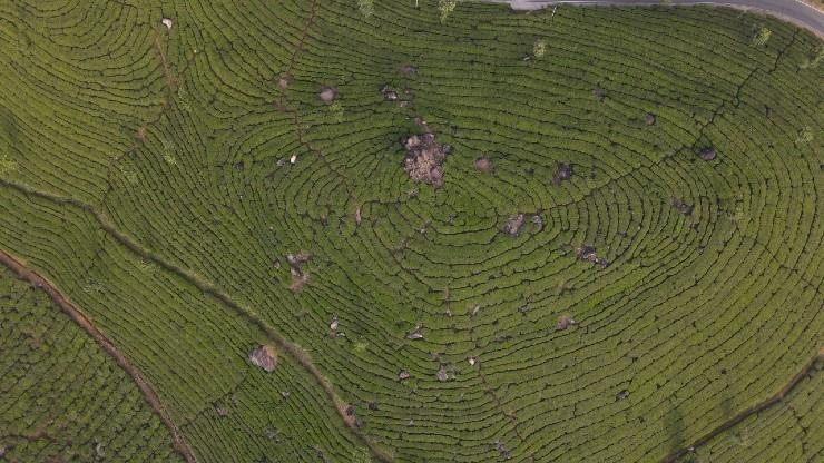 les plantations de thé du Kerala vues du ciel