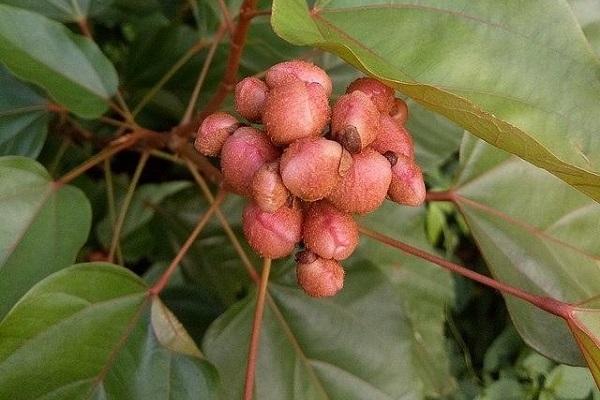 Amazonie : Guide des plantes médicinales