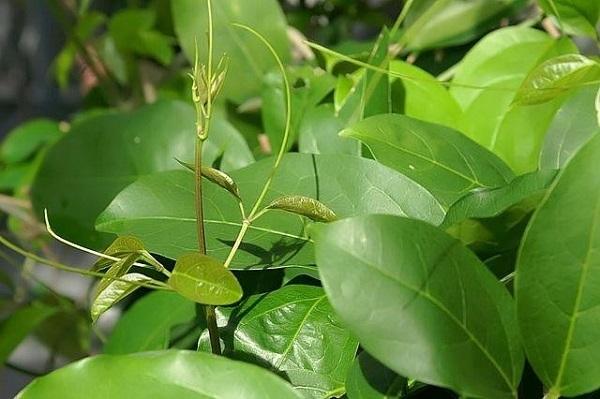 Amazonie : Guide des plantes médicinales