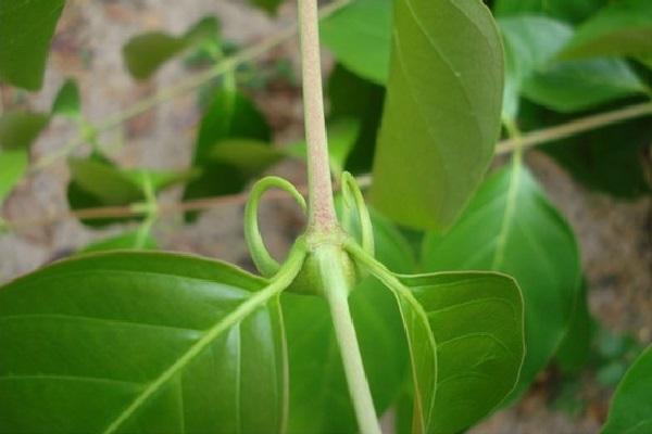 Amazonie : Guide des plantes médicinales