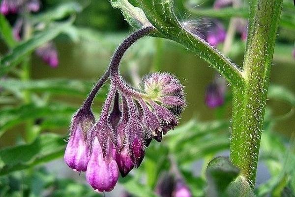 Amazonie : Guide des plantes médicinales