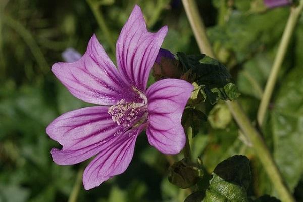 Amazonie : Guide des plantes médicinales