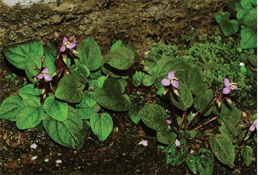 plante découverte dans les cardomomes