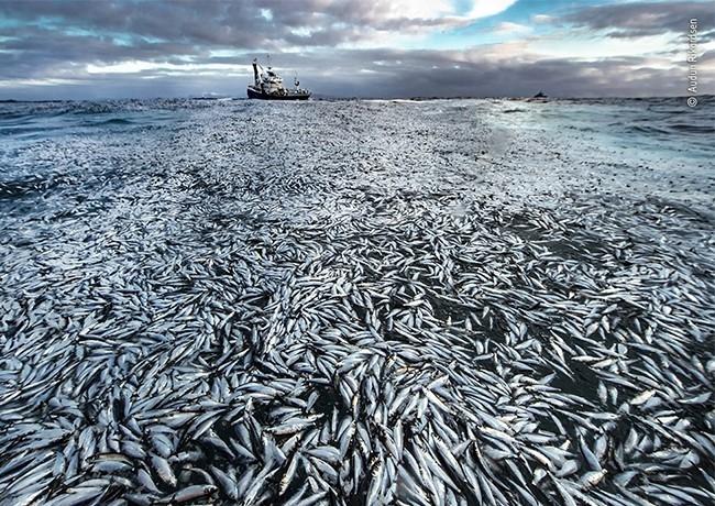 poissons dans la mer