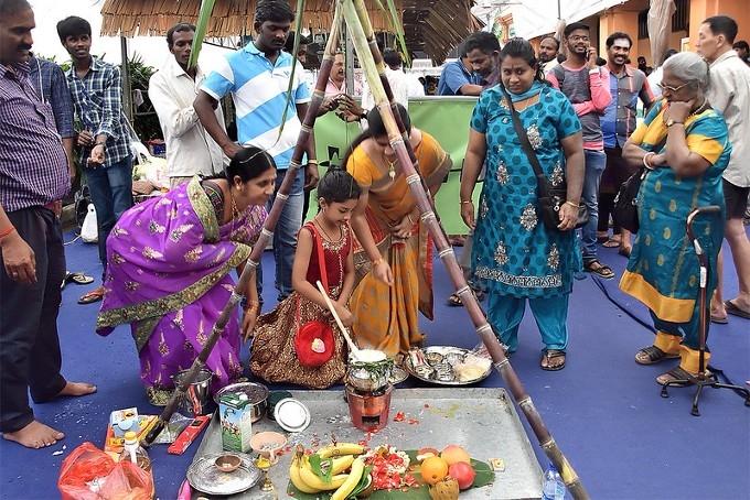 Festivités de Pongal dans un village du Tamil Nadu