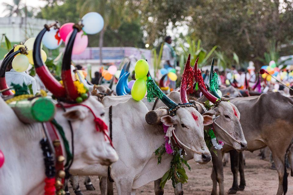 vaches pongal tamil nadu india 