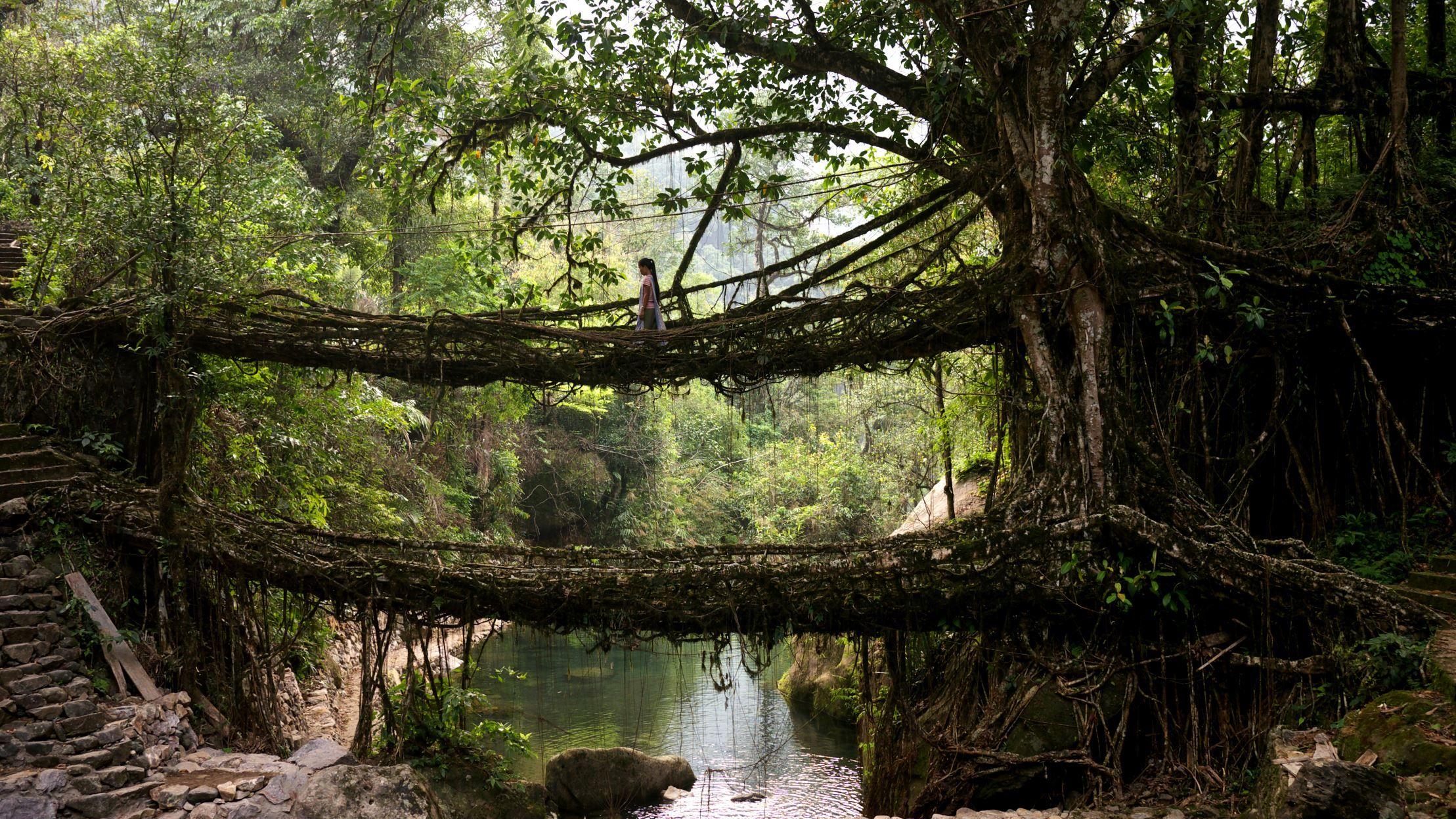 ponts racines vivantes inde