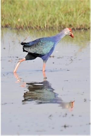 Poule sultane du lac Chilika en Inde