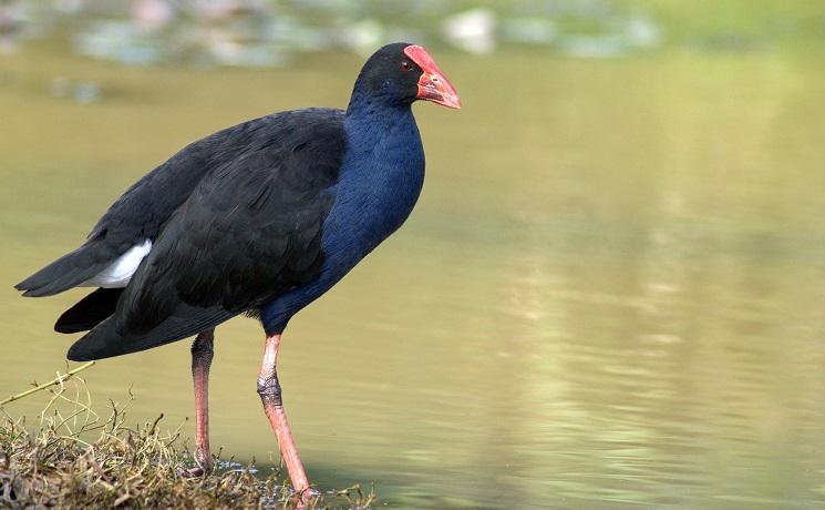 puke oiseau nouvelle zelande