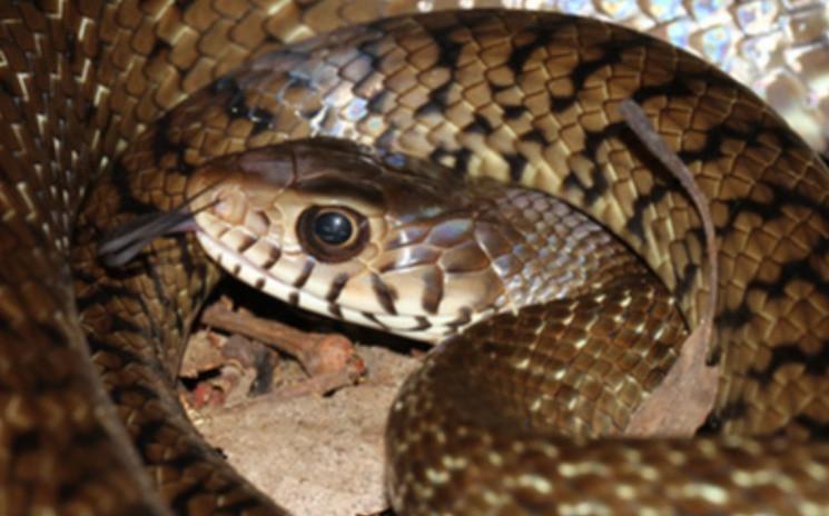 Serpent ratsnake Hong Kong