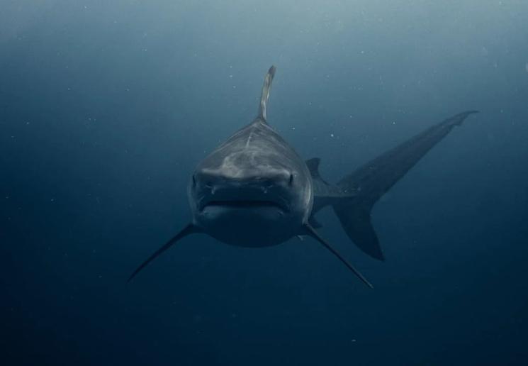 Requin au fond de l'eau. Image : Pexels