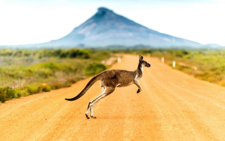 un Kangourou qui saute en australie