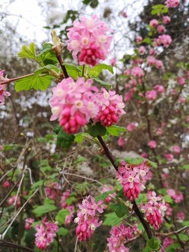 Ribes sanguineum