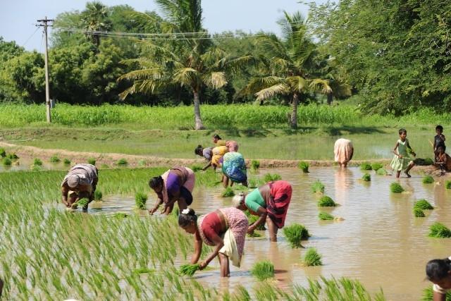 Rizières irriguées par le fleuve Kaveri au Tamil Nadu