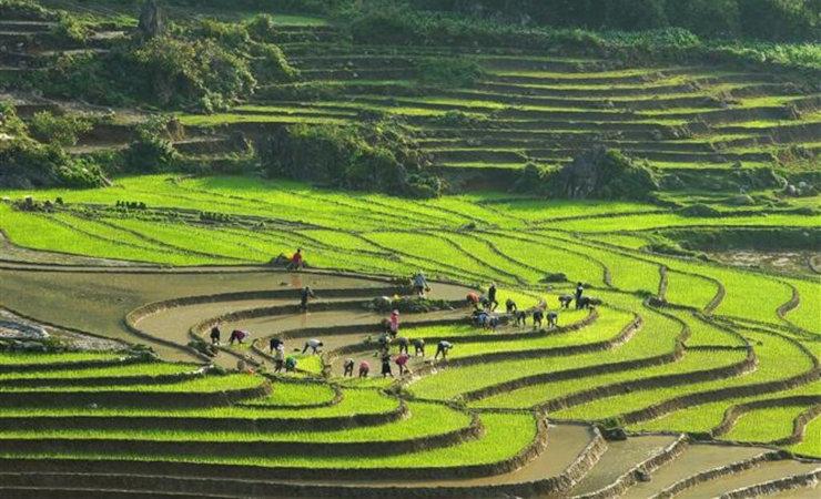 Des rizières en terrasse aux alentours de Sapa