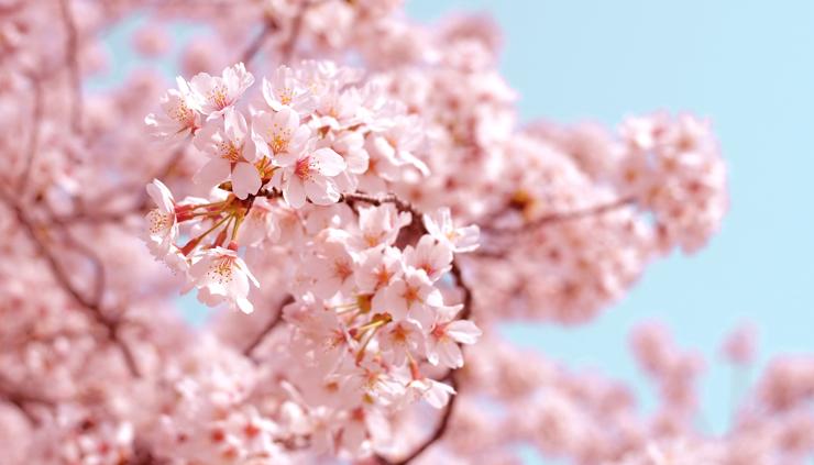 sakura tokyo