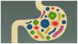 santé Intestin médecine fonctionelle.png 