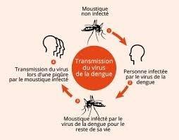 schéma de contamination de dengue 