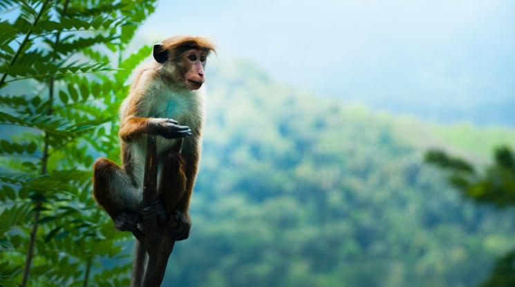 Le singe est parmi les signes astrologiques au Vietnam