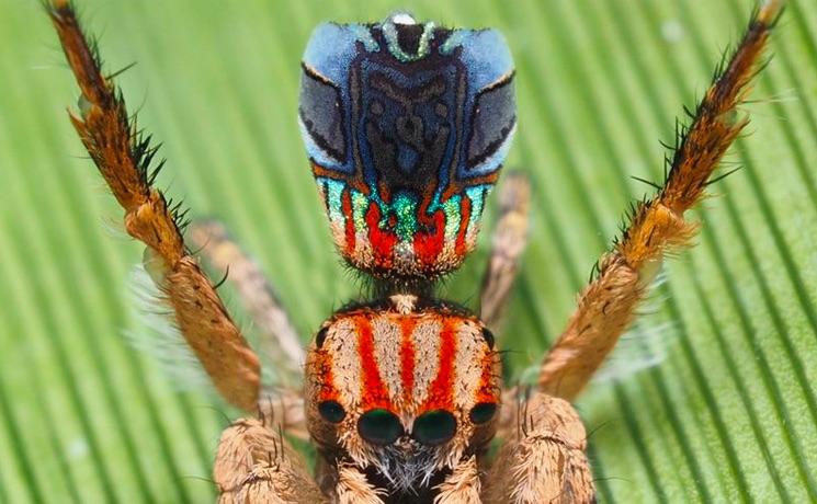 araignées australie