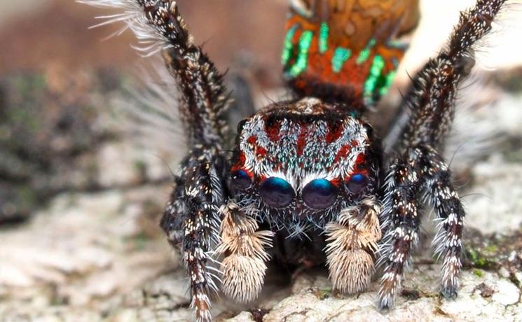 araignées australie