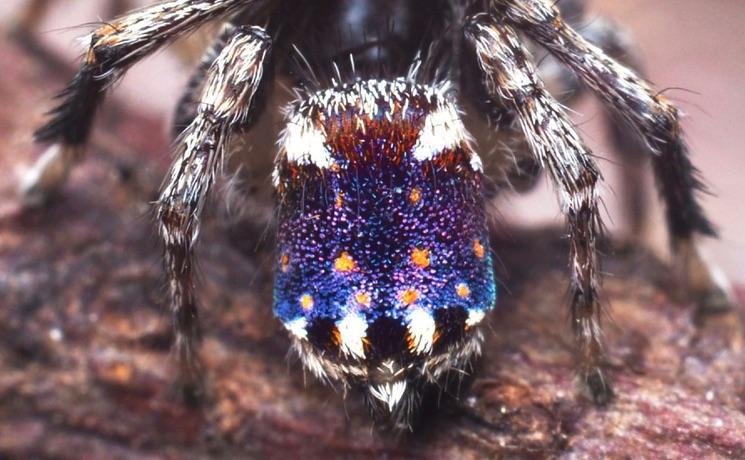 araignées australie