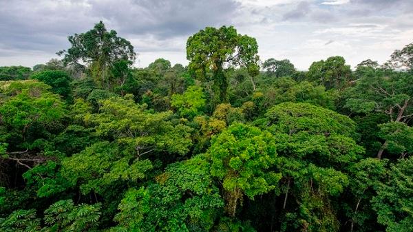 COP 26 : Le Pérou signe la déclaration sur les forêts et l'utilisation des terres