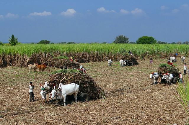 inde sucre production monde