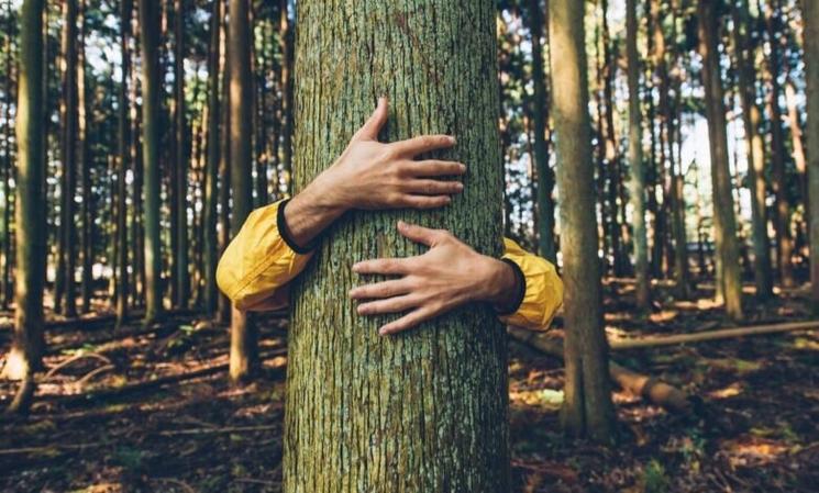 je fais un câlin à un arbre pendant une cure de sylvothérapie 