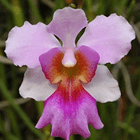 orchidee