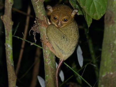 Tarsier petit animal endemique de Belitung