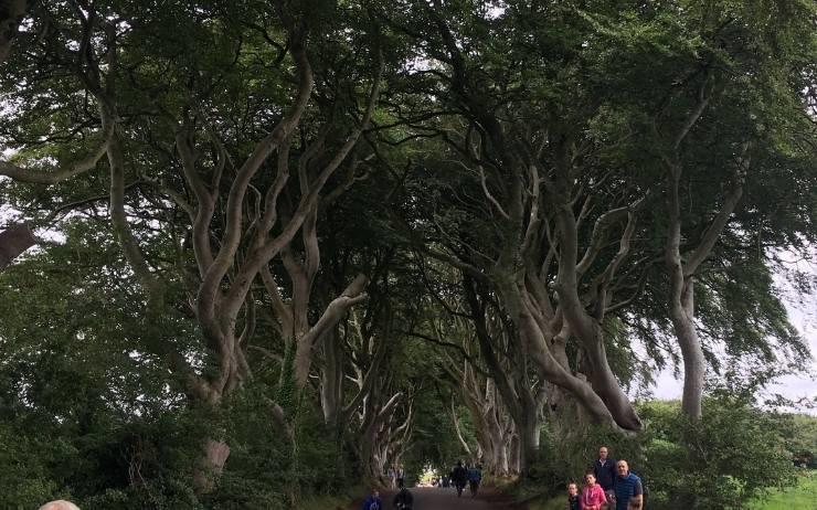 The dark Hedges