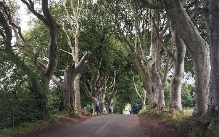 The dark Hedges