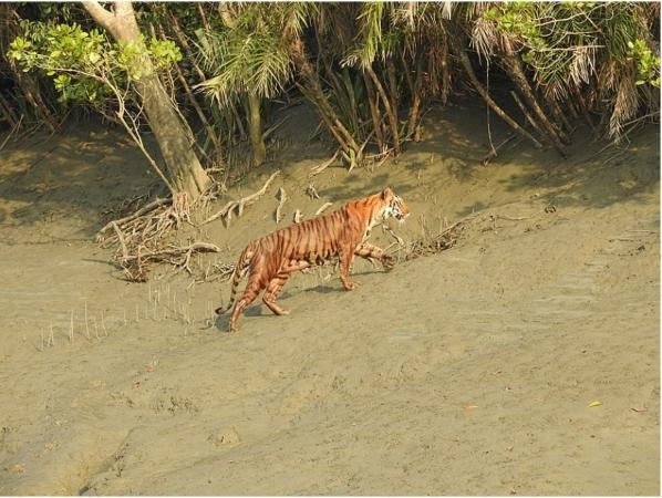 Une tigresse dans les Sunderbans